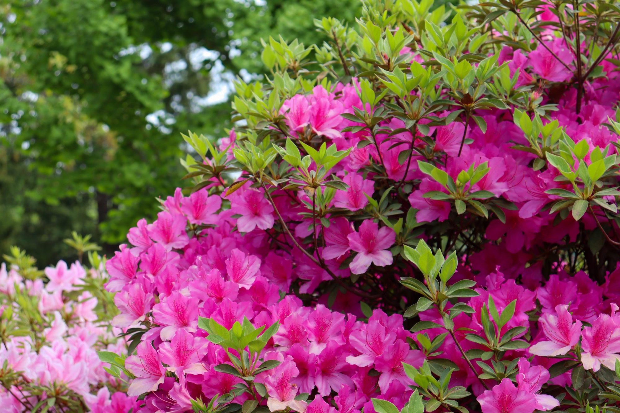 Pink azaleas in bloom